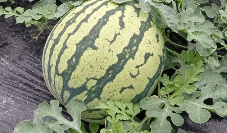 Agroponiente melón sandía
