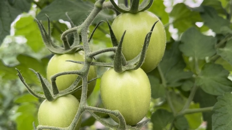 tradytech tomate