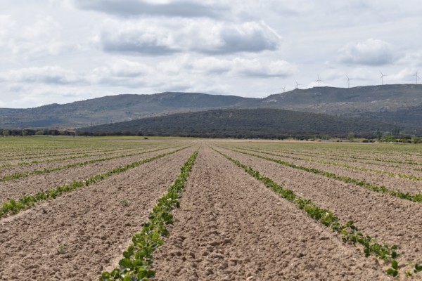 El Pinar planta fresa
