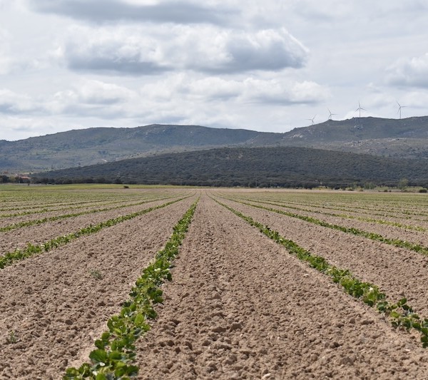 El Pinar planta fresa