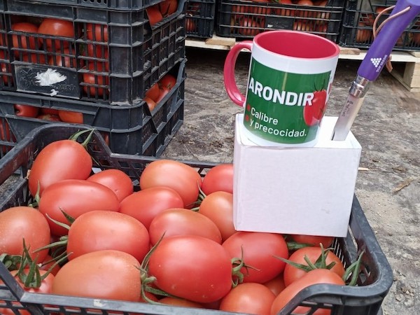 Arondir primavera