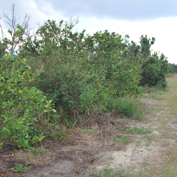 HLB Sudáfrica
