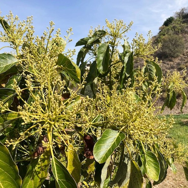 Caudal riego aguacate