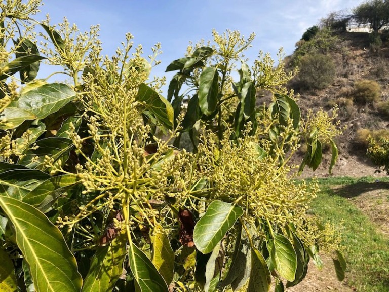 Caudal riego aguacate