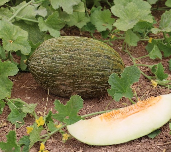piel de sapo Intersemillas