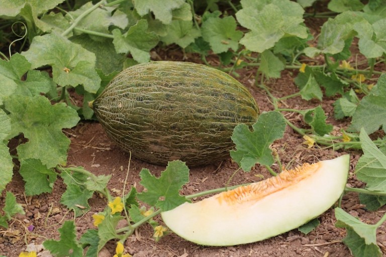 piel de sapo Intersemillas