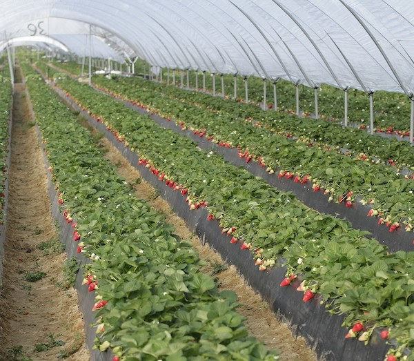 NGS plantas fresa