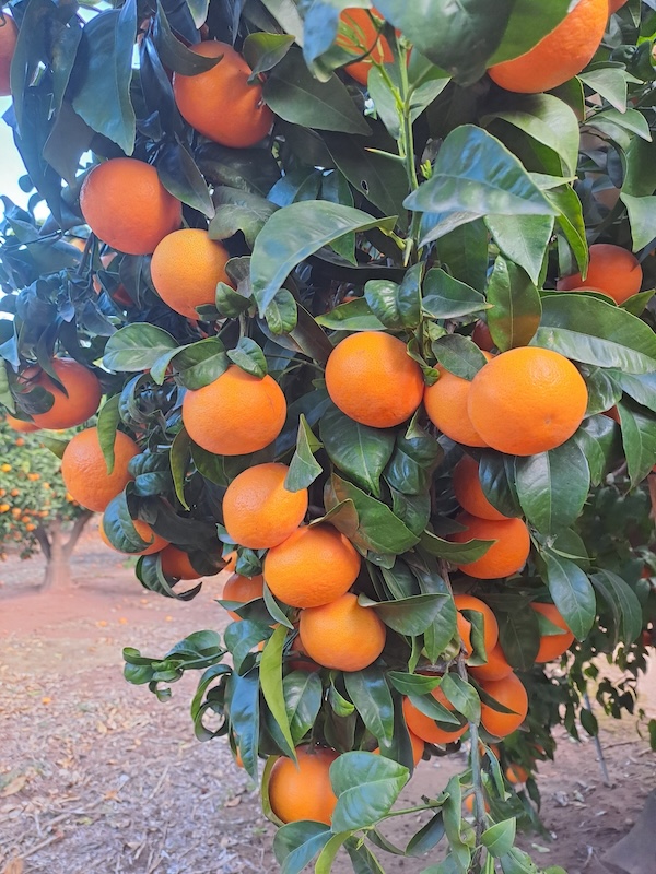 orri mandarina