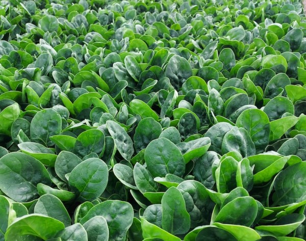 Sakata espinaca mildiu