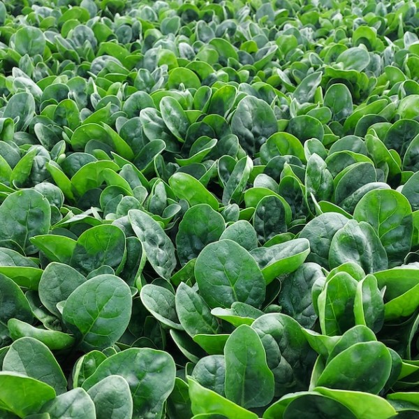 Sakata espinaca mildiu