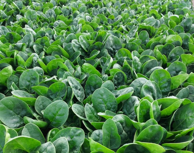 Sakata espinaca mildiu