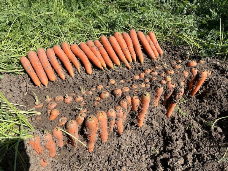 píldora Vilmorín zanahoria