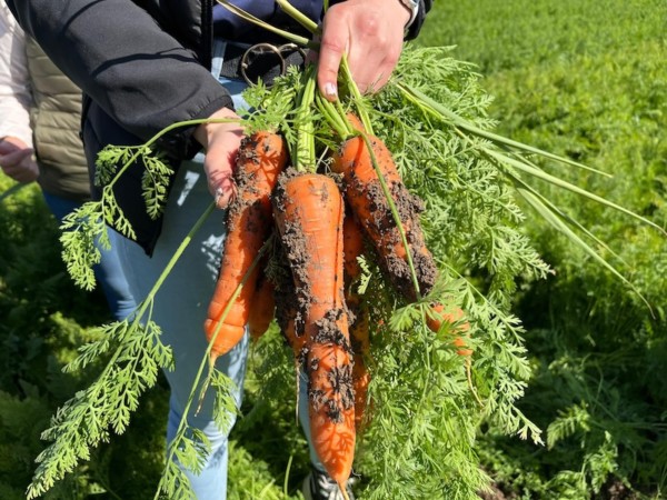 píldora Vilmorín zanahoria