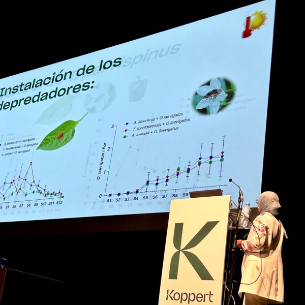 Limonica Montdo Ulti-Mite Parvispinus