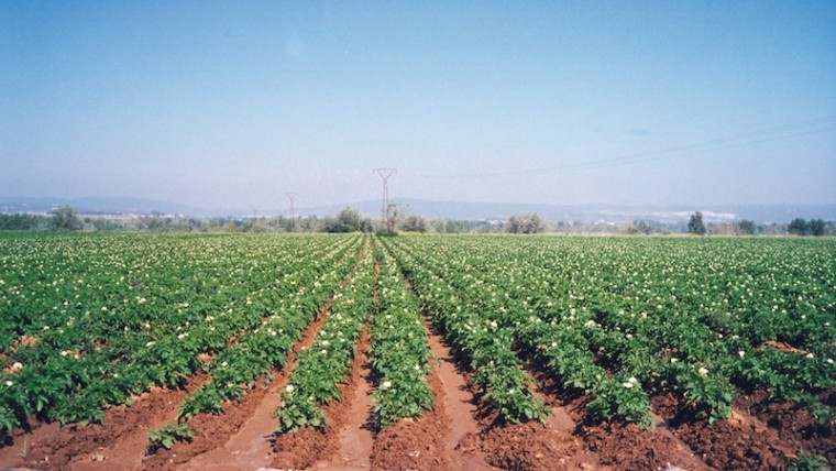 patata temprana Andalucía