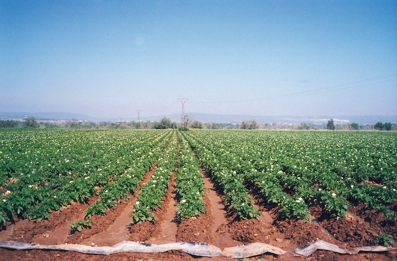 patata temprana Andalucía