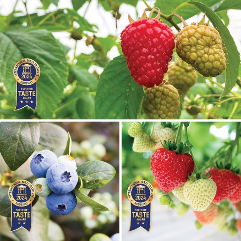 BerryWorld Taste Institute