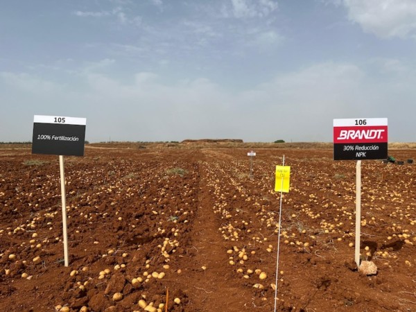 Brandt fertilización patata