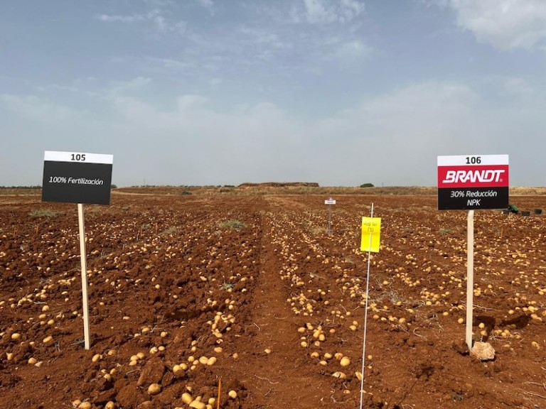 Brandt fertilización patata