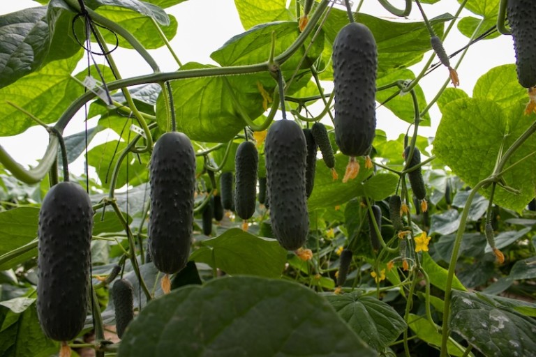 Martínez pepino corto