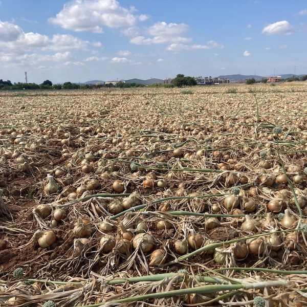 productores cebollas