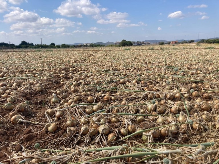 productores cebollas