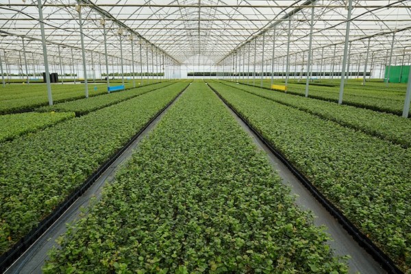 Fall Creek vivero Rumanía