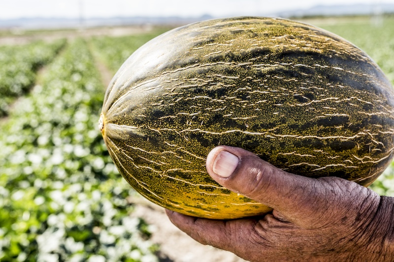 melón sandía La Mancha