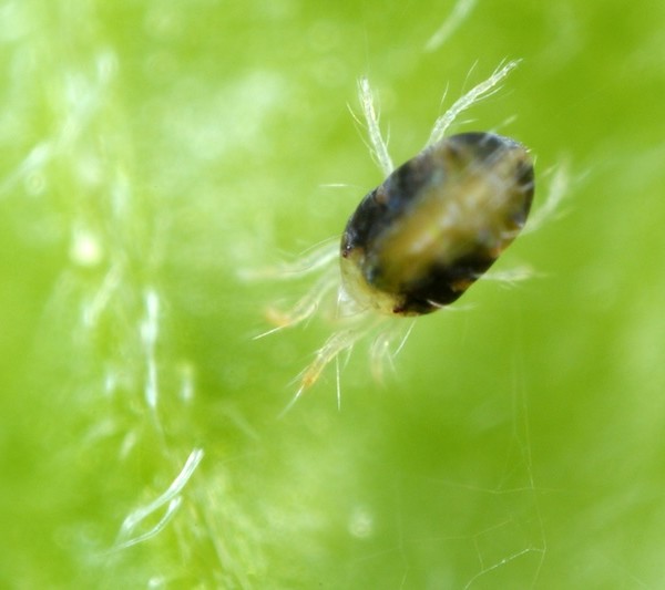 kimitec acaricida México