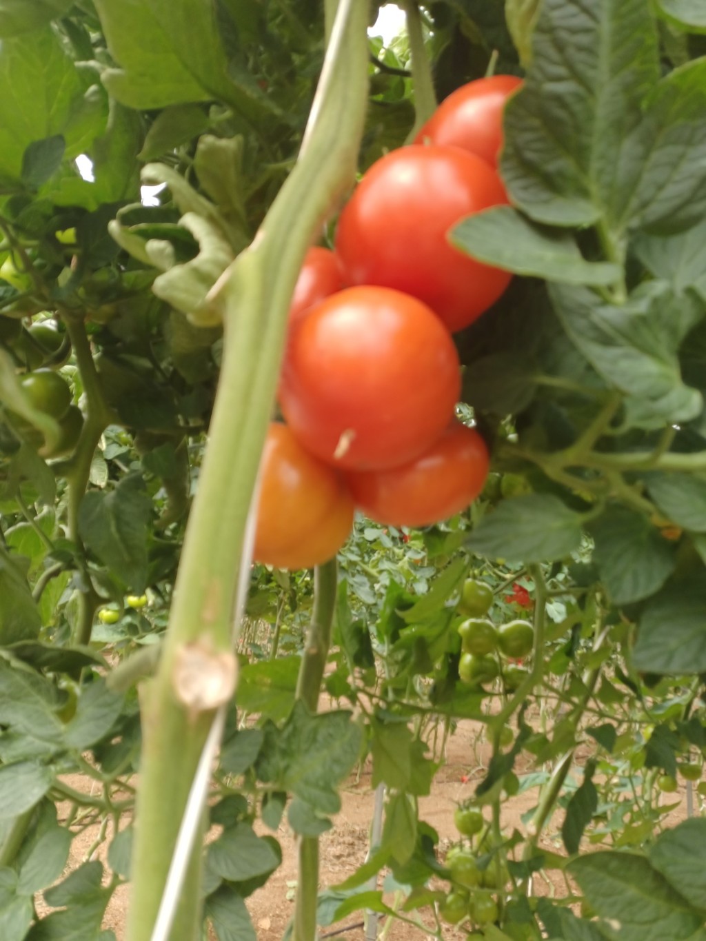 Cosmostar Constelación Harmoniz