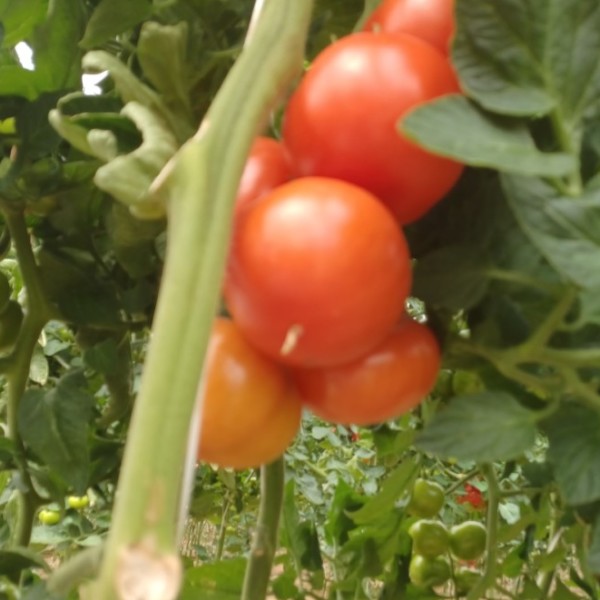 Cosmostar Constelación Harmoniz