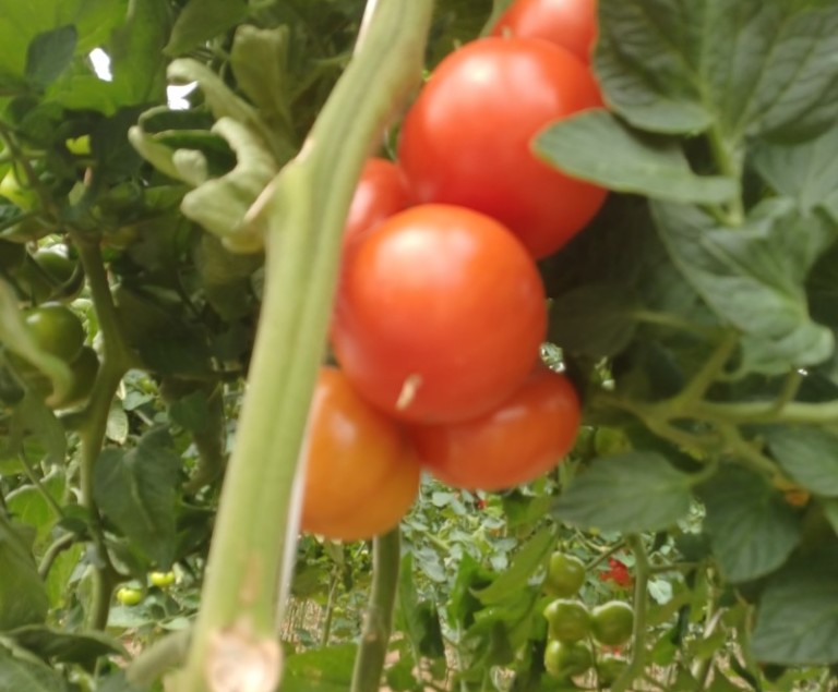 Cosmostar Constelación Harmoniz