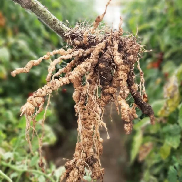 nematodos invernadero