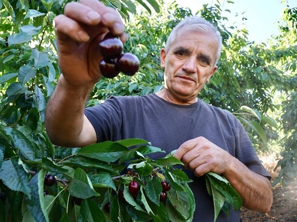 campaña cereza Andalucía