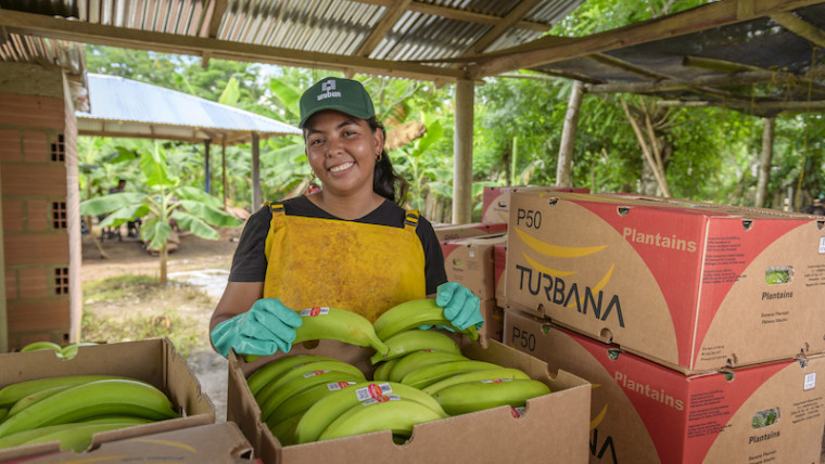 Uniban banana