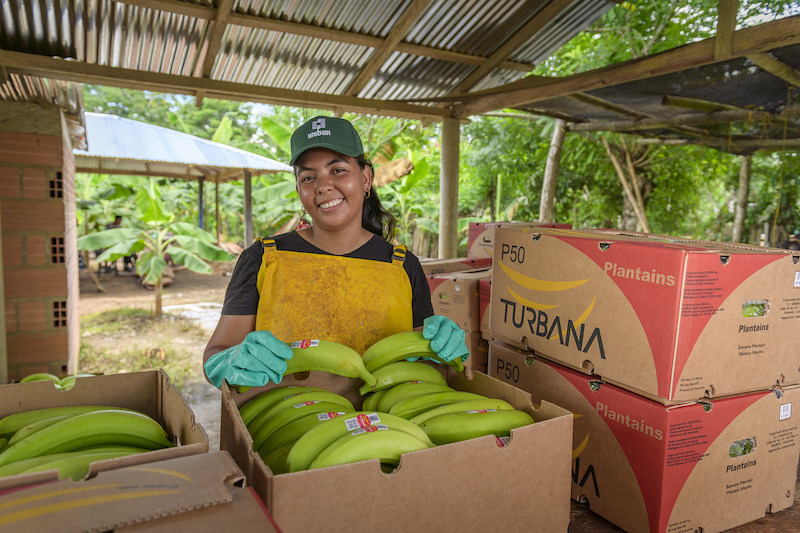 Uniban banana