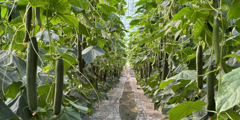 Semillas Fitó confía en su póker de materiales en pepino para primavera