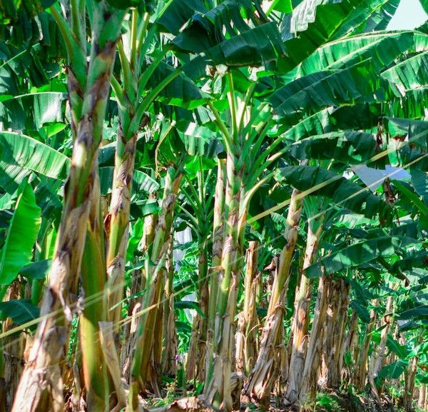 Cultivar plátano macho