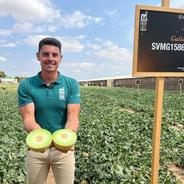 Seminis sabor