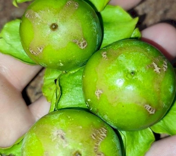 Scirtothrips aurantii caqui