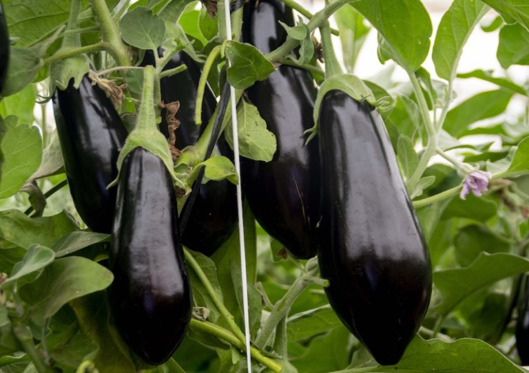 producción hortalizas