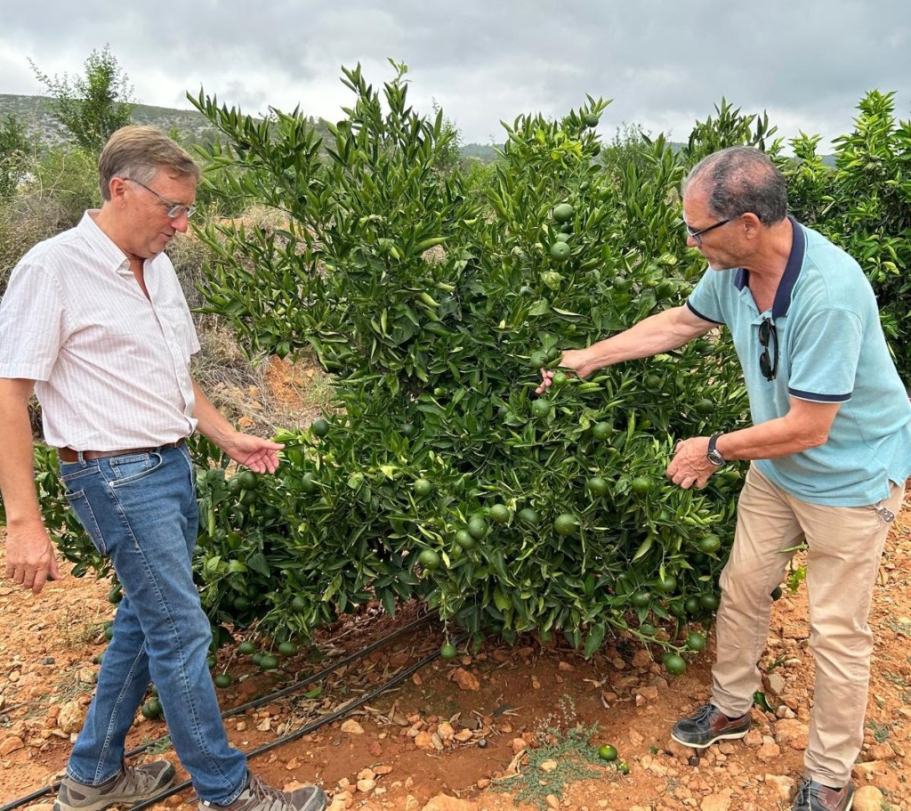 Valencia planta certificada