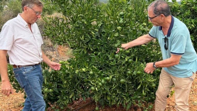 Valencia planta certificada