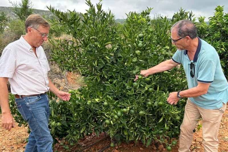 Valencia planta certificada