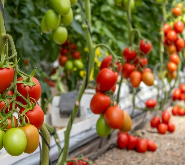 CapGen Seeds rugoso