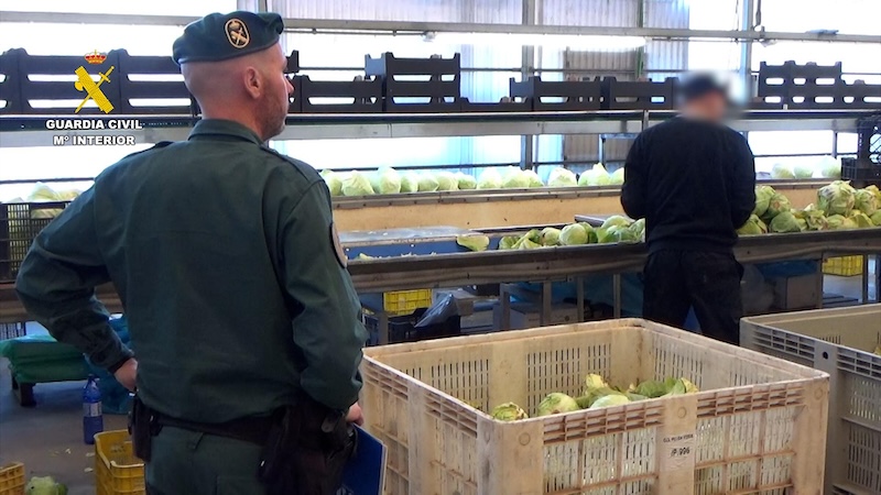 frutas hortalizas ecológicas