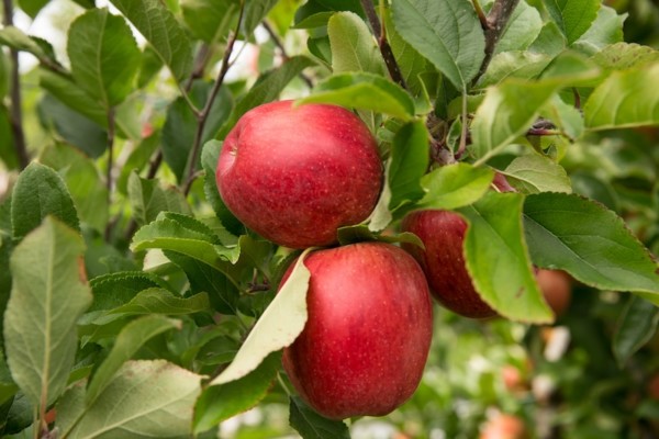 Blue Whale Fruit Attraction