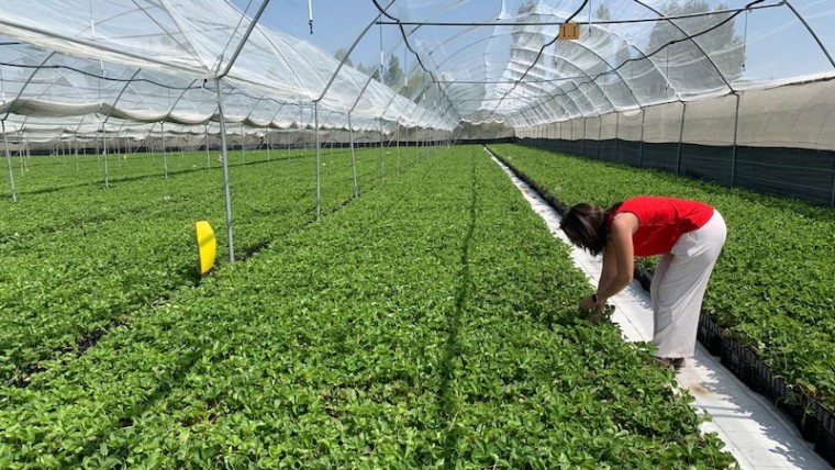 Nova Siri Genetics plantas de fresa