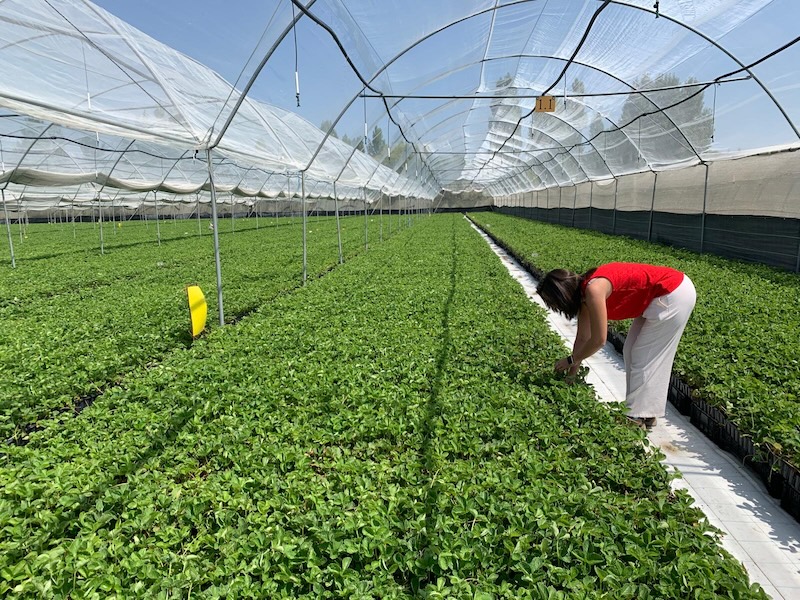 Nova Siri Genetics plantas de fresa