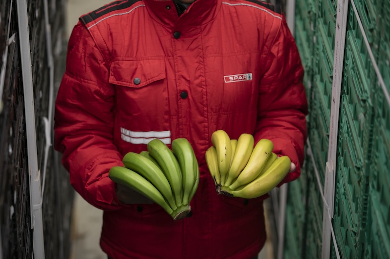 SPAR Gran Canaria maduración plátano